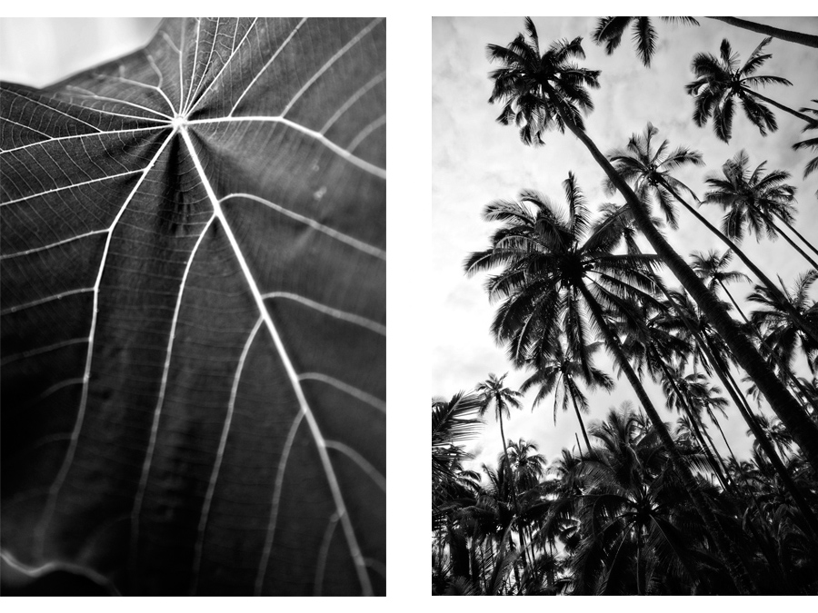 Leaf and palm trees Kapa'a Kaua'i Travel Photography