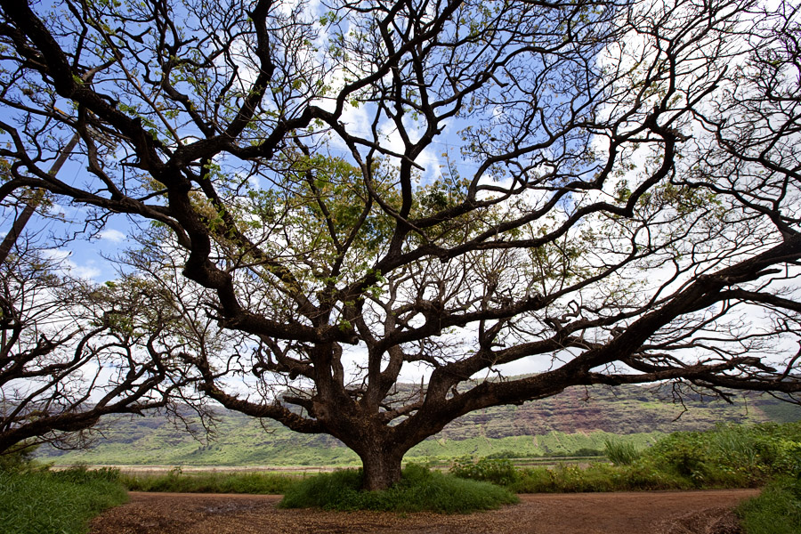 Monkeypod tree Polihale State Park Kaua'i Travel Photography