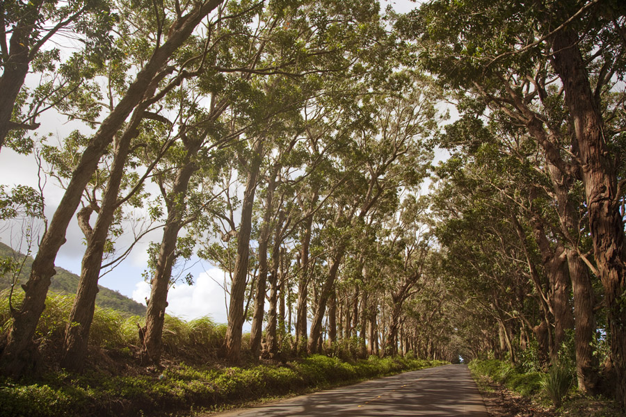 Tree Tunnel Kauai'i Travel Photography
