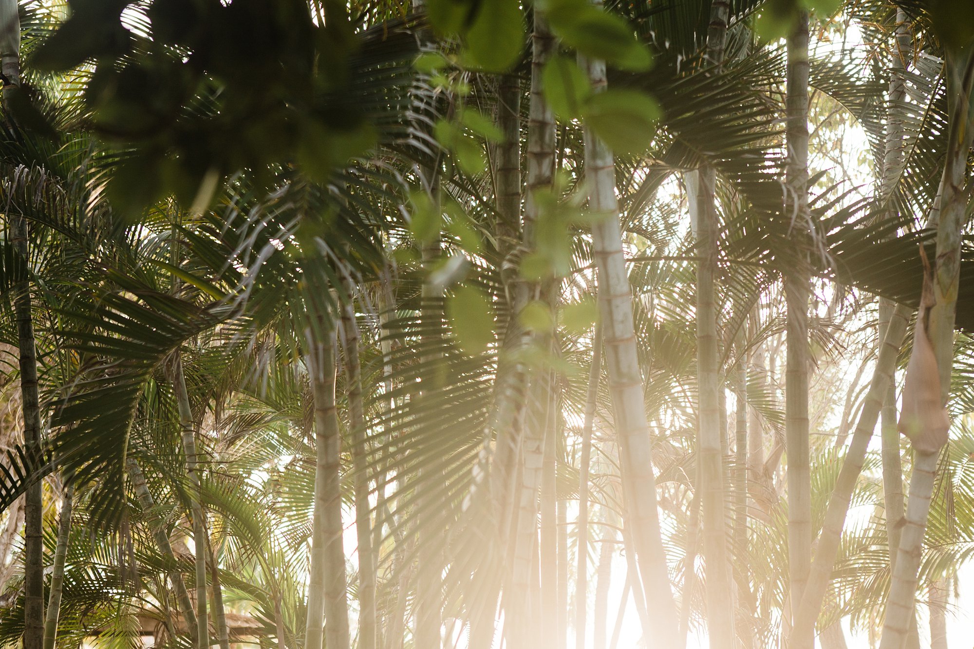 Troncones, Mexico - Palm tree sunest