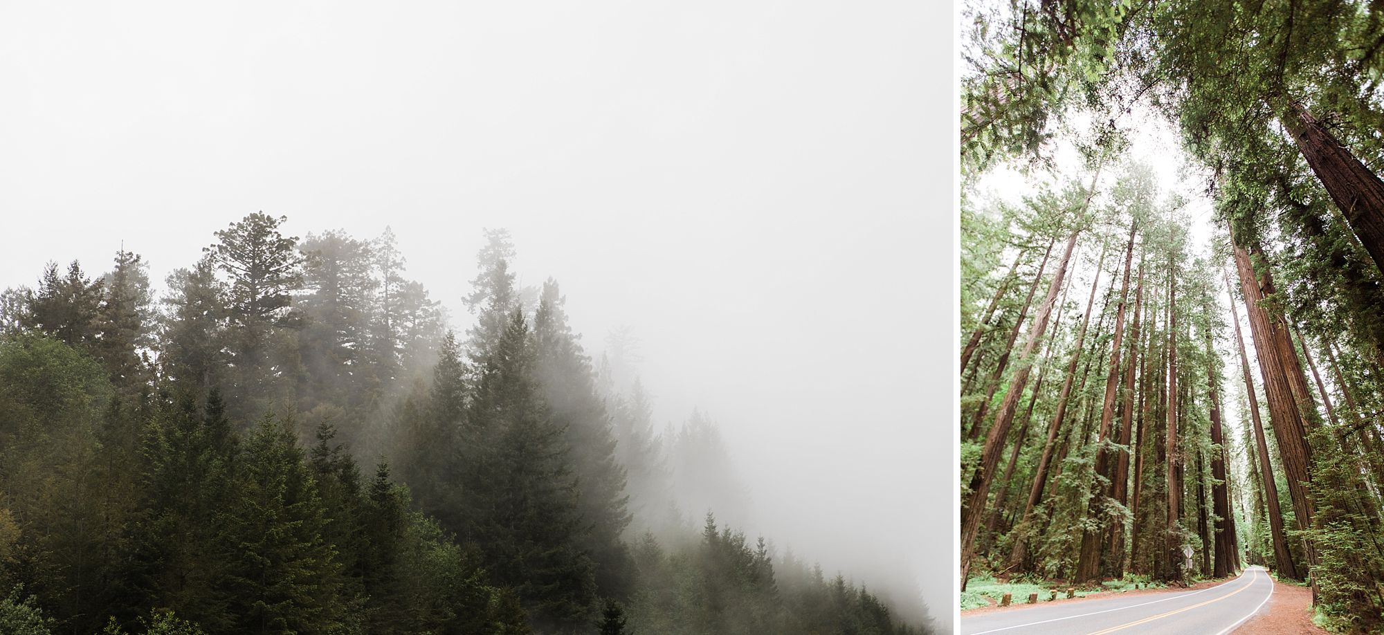 California Coast - Tree mist; Avenue of the Giants