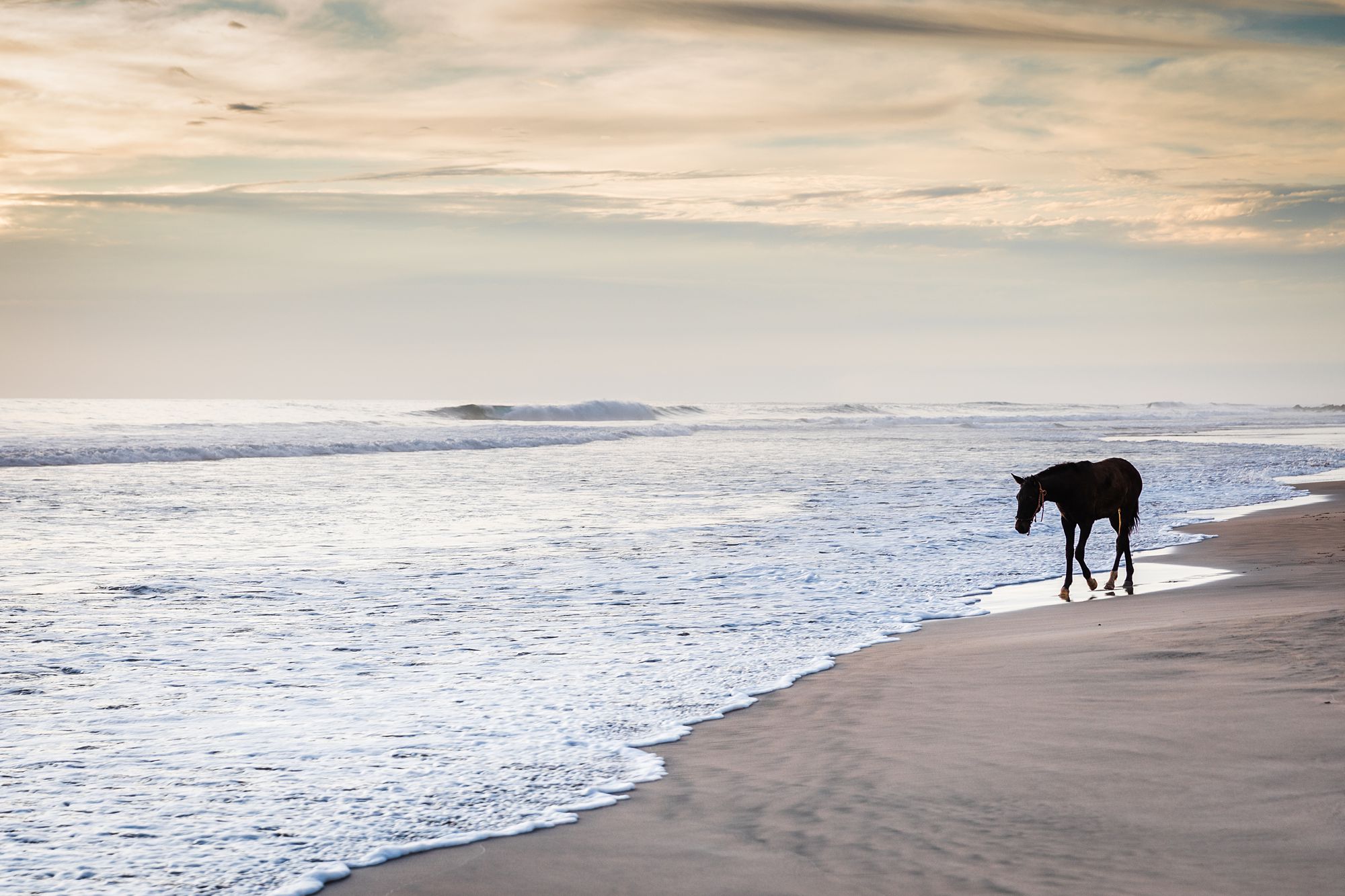 Horse-walking-on-the-beach-Troncones-Guerrero-Mexico
