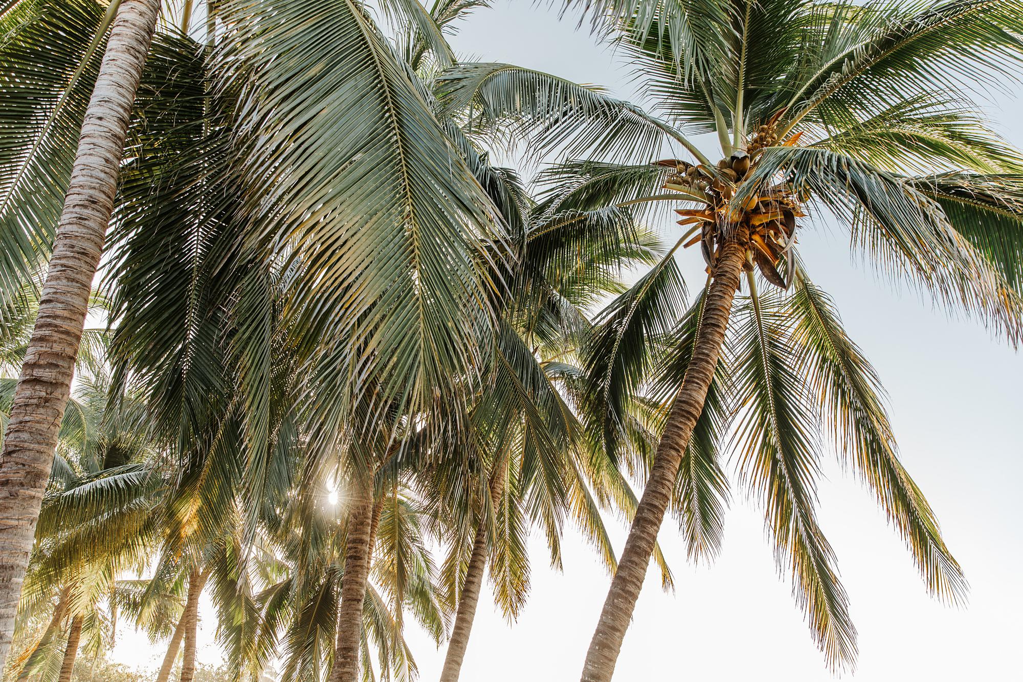 Sunlit-palm-trees-Troncones-Guerrero-Mexico