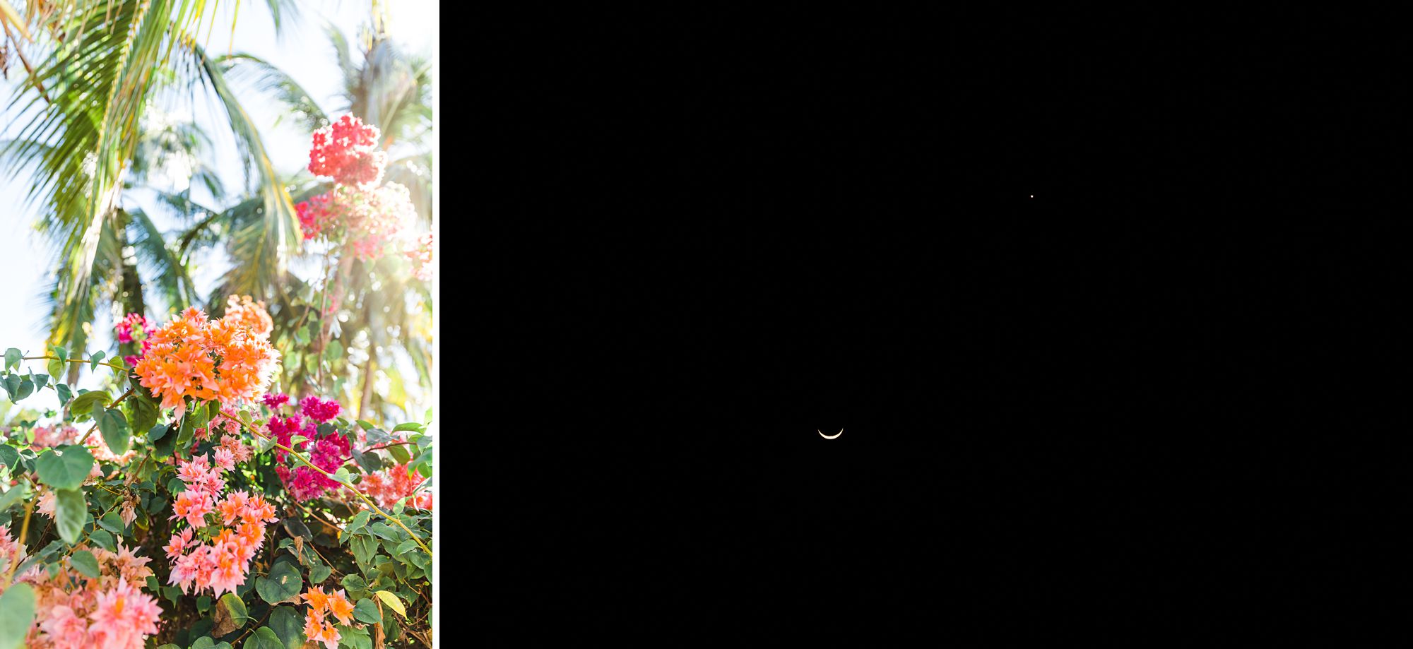 Tropical-flowers-Moonlight-Troncones-Guerrero-Mexico